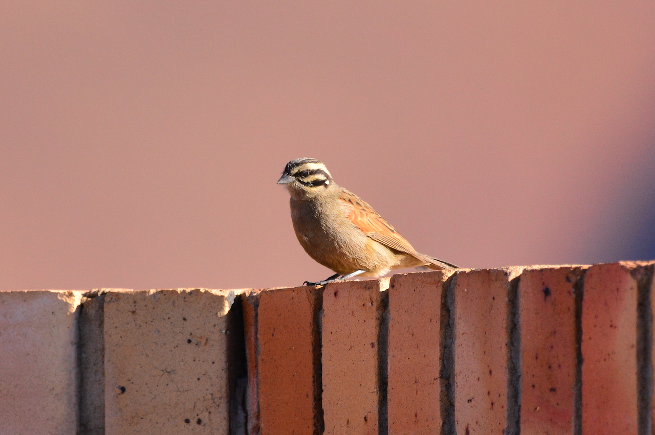 Emberiza capensis reidi Emberiza capensis reidi
